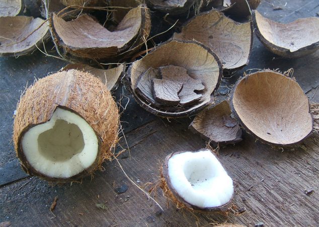 noix de coco seychelles