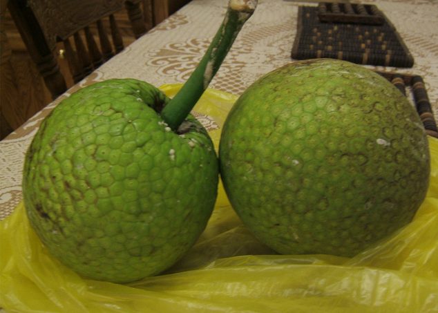 fruit à pain seychelles